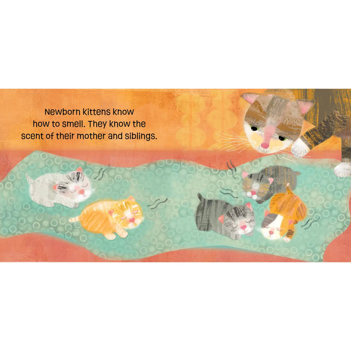 Baby Animals: Kittens Know & Grow Board Book Barefoot Books Lil Tulips