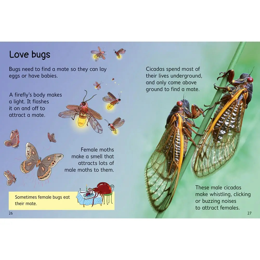 Bugs : Usborne Beginners Harper Collins Childrens Lil Tulips