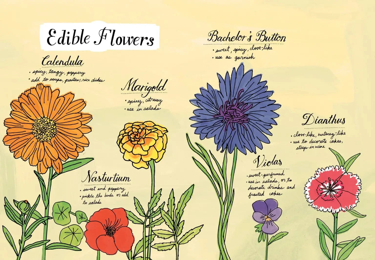 Farm Anatomy Book Hachette Lil Tulips