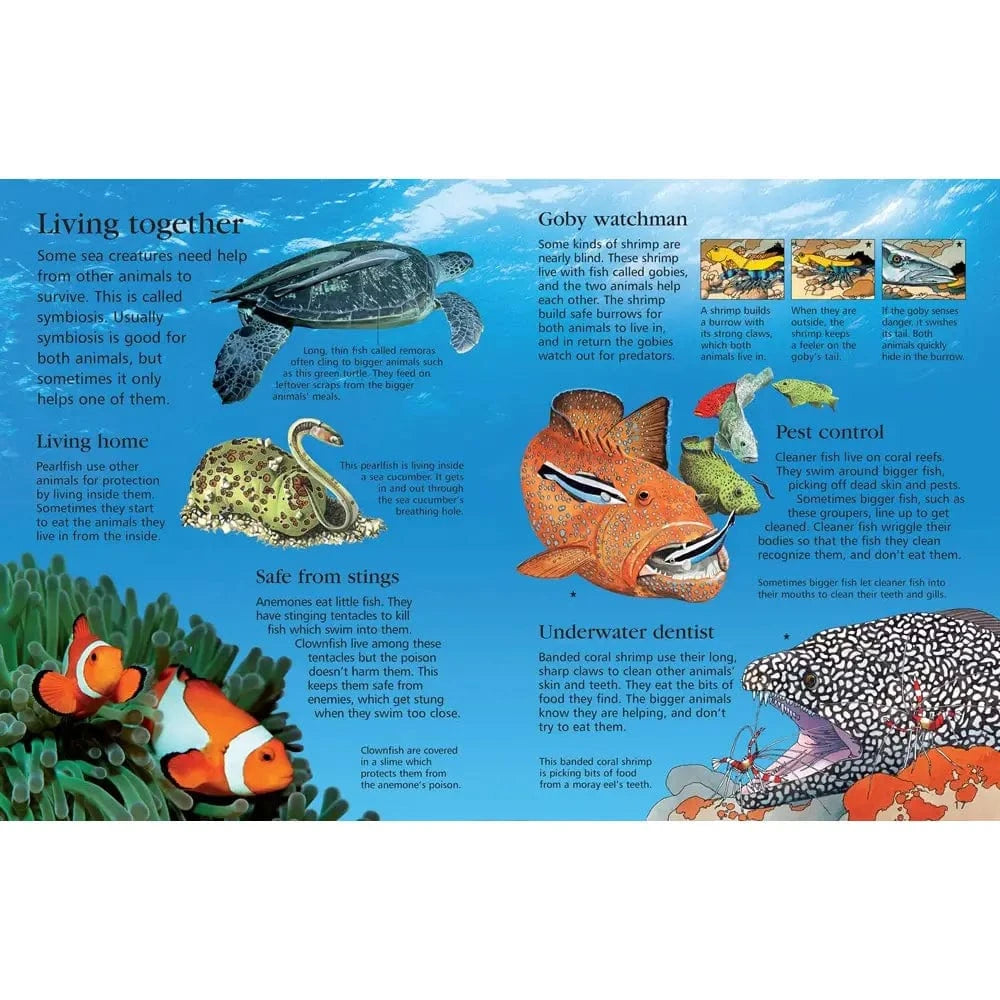 First Encyclopedia of Seas and Oceans Harper Collins Childrens Lil Tulips