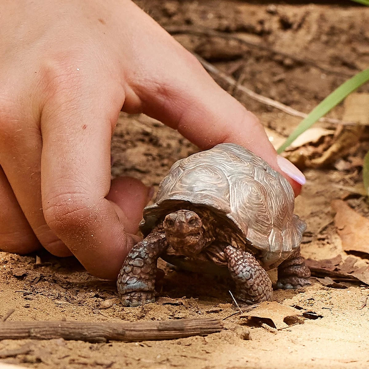 Giant Tortoise Animal Toy Schleich Lil Tulips