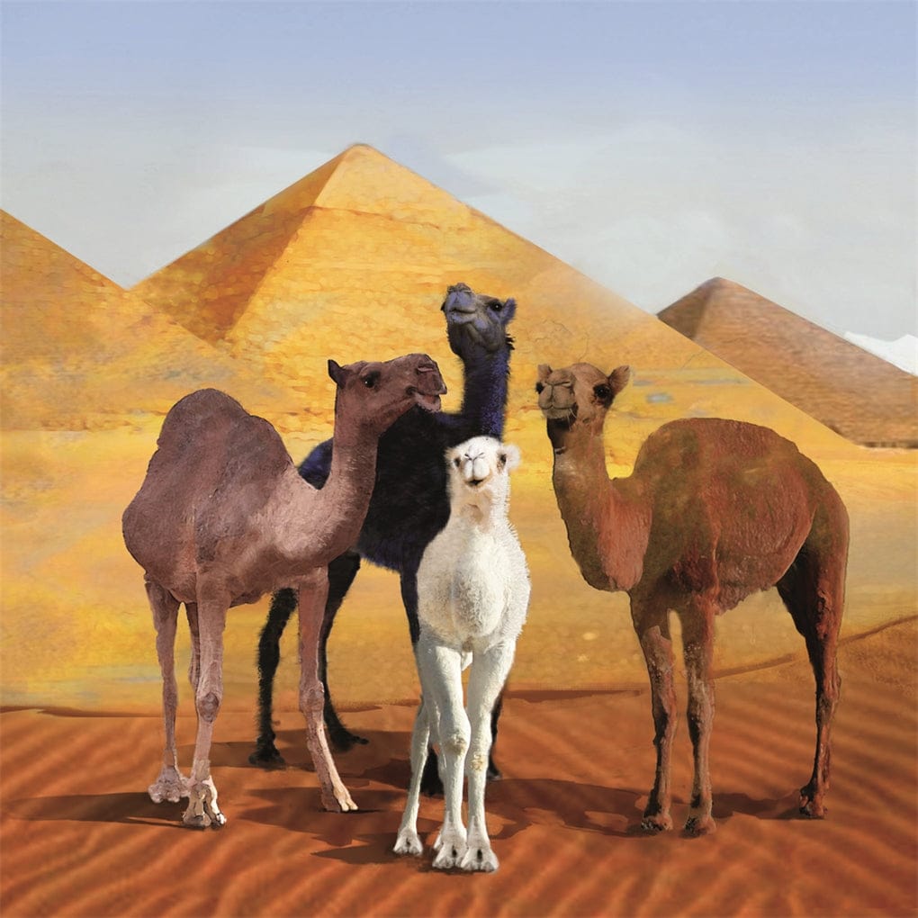 I'd Know You Anywhere, My Love Board Book Macmillan Publishers Lil Tulips