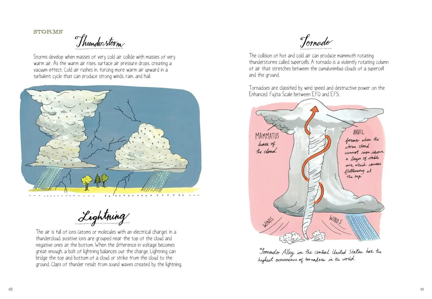 Nature Anatomy Book Hachette Lil Tulips