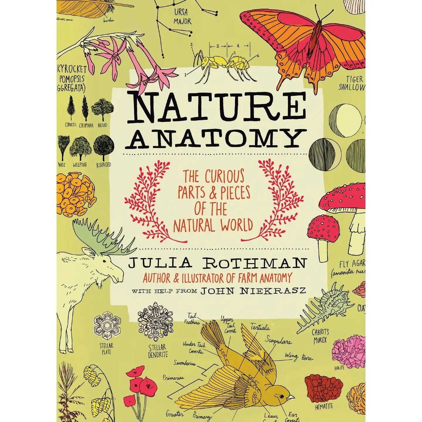 Nature Anatomy Book Hachette Lil Tulips