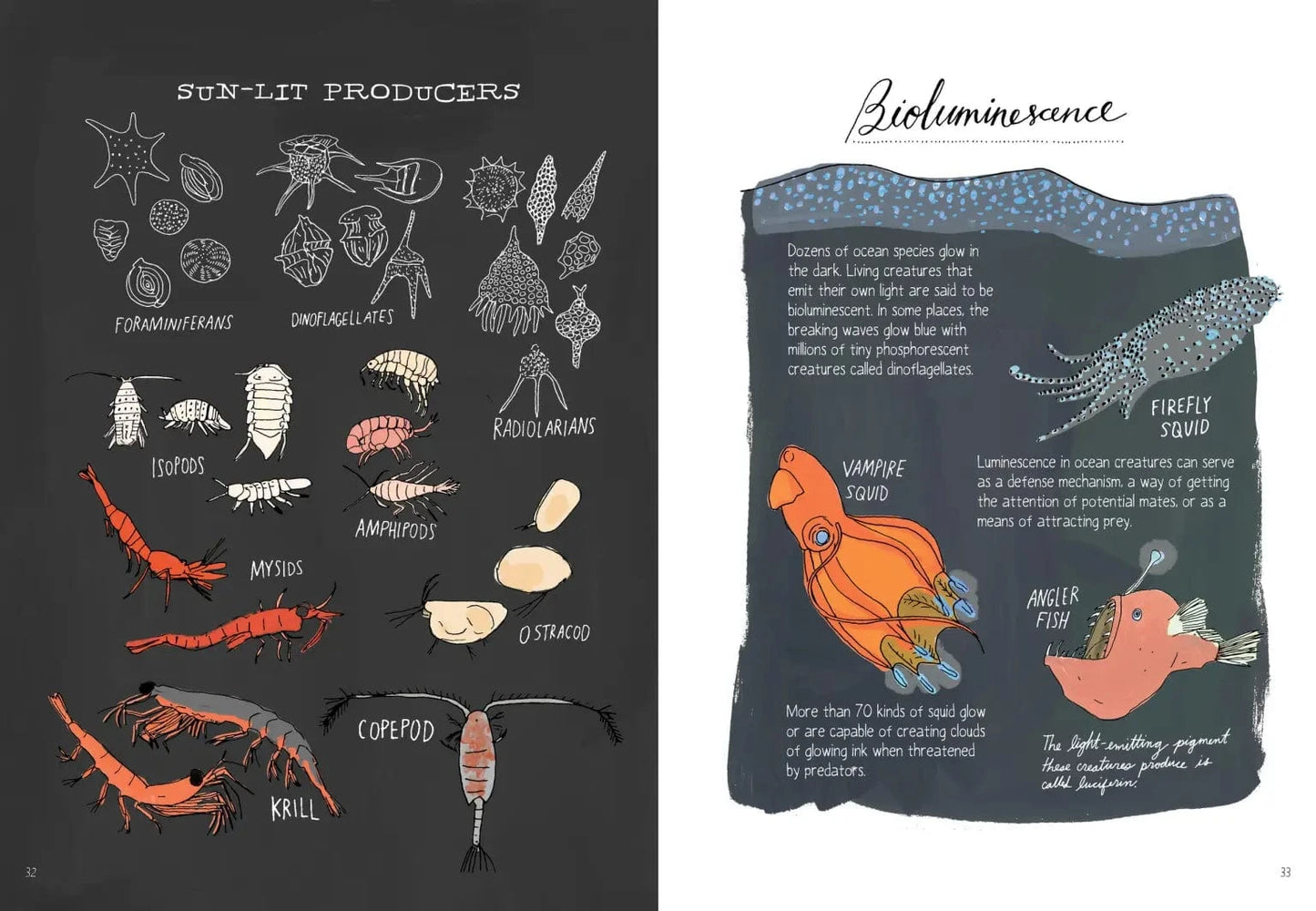 Ocean Anatomy Book Hachette Lil Tulips