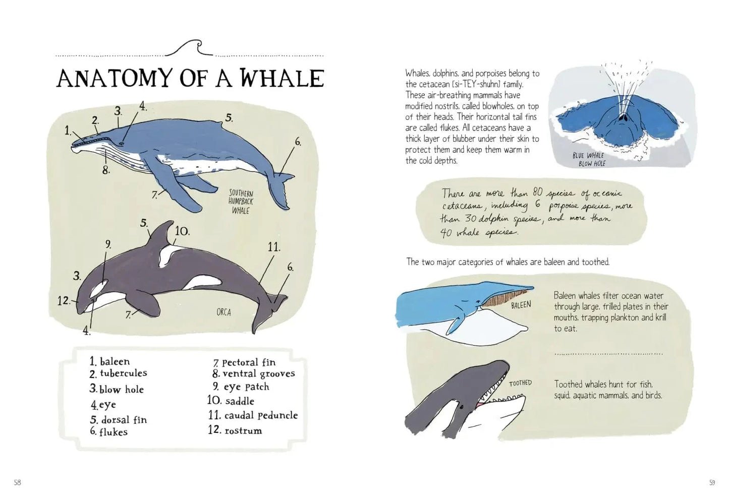 Ocean Anatomy Book Hachette Lil Tulips