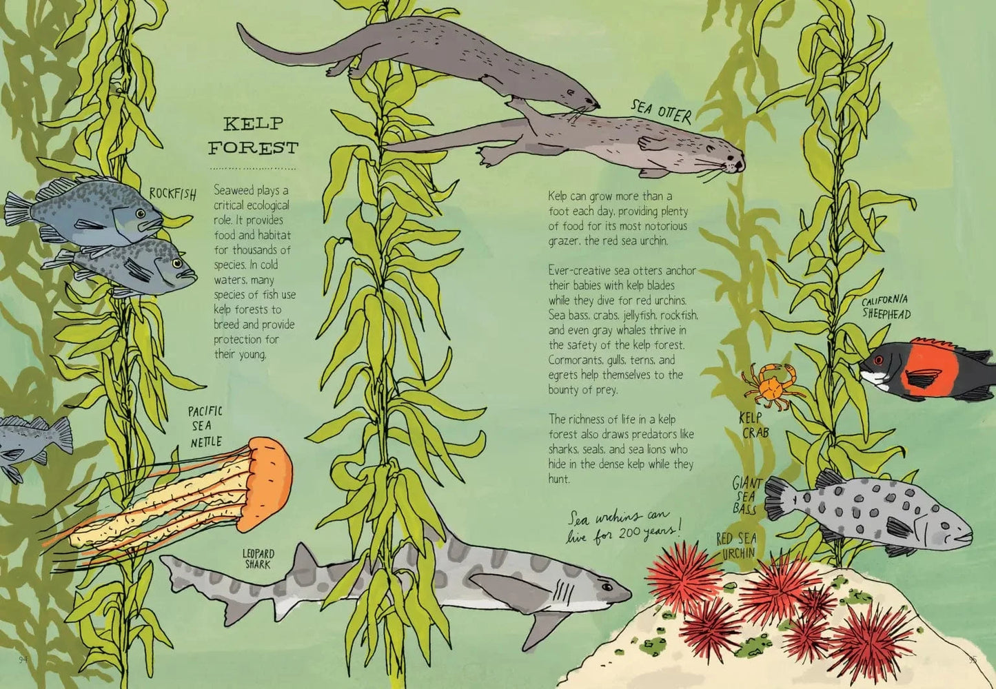 Ocean Anatomy Book Hachette Lil Tulips
