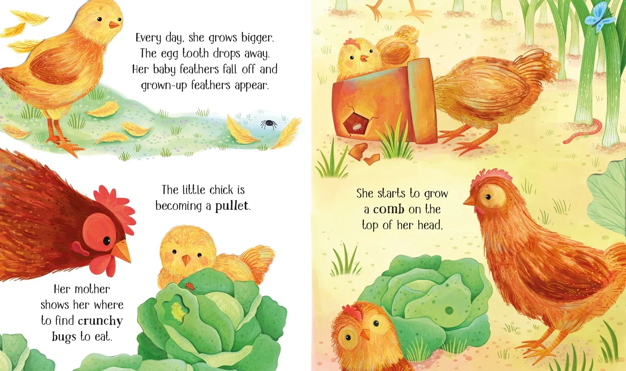 One Little Chick Board Book Harper Collins Childrens Lil Tulips