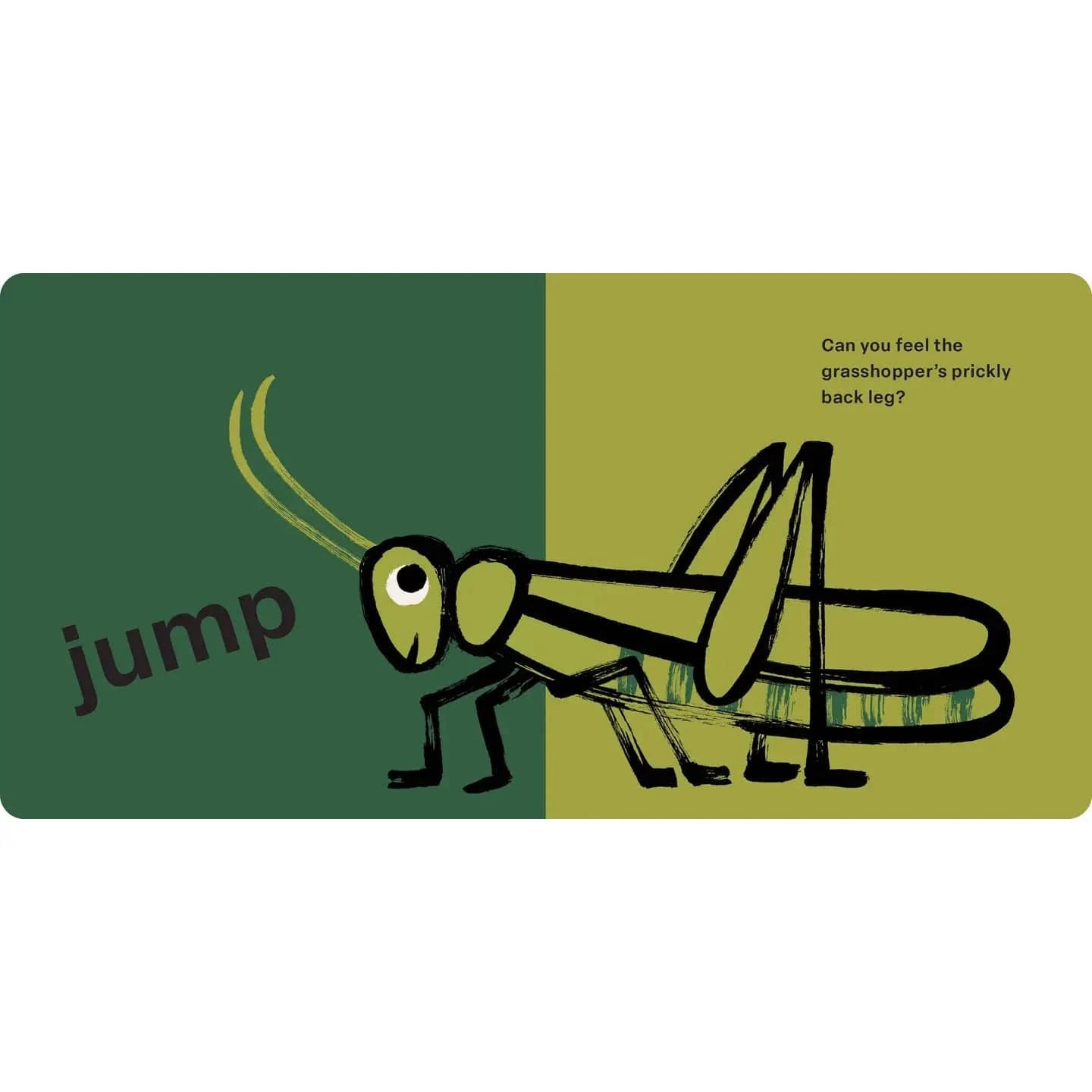 Touch and Feel: Bugs Hachette Lil Tulips