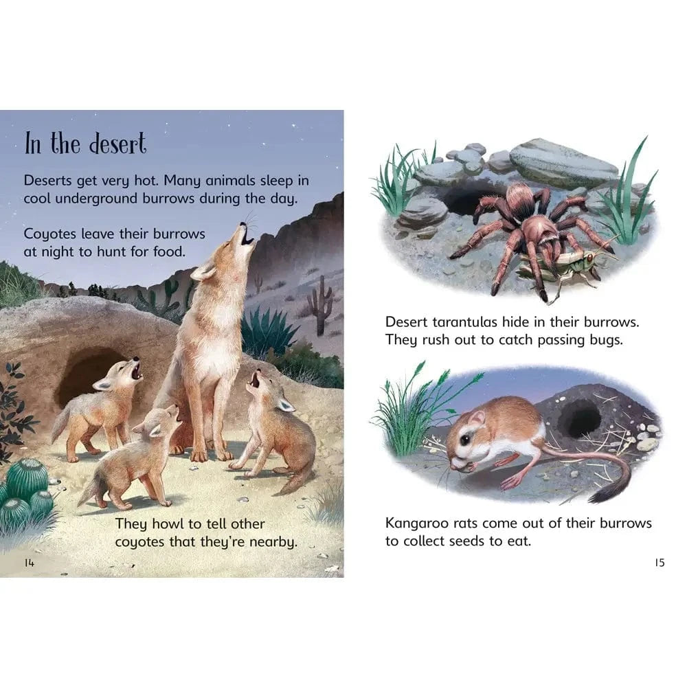 Underground Animals Harper Collins Childrens Lil Tulips