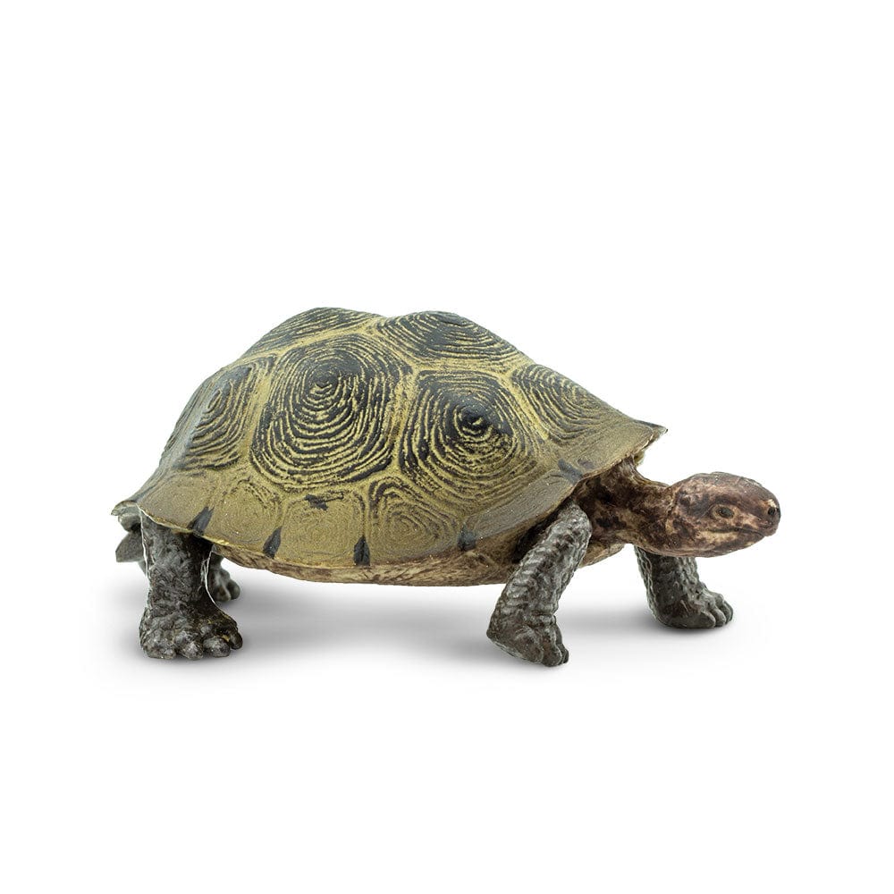 Tortoise clearance in shop