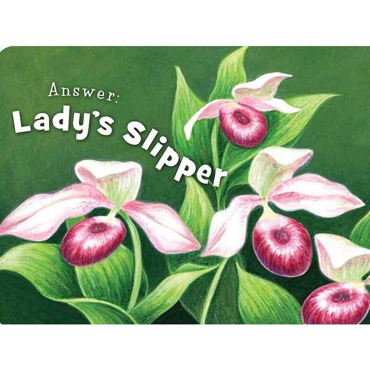 Little Minnesota Toddler Board Book Sleeping Bear Press Books Lil Tulips