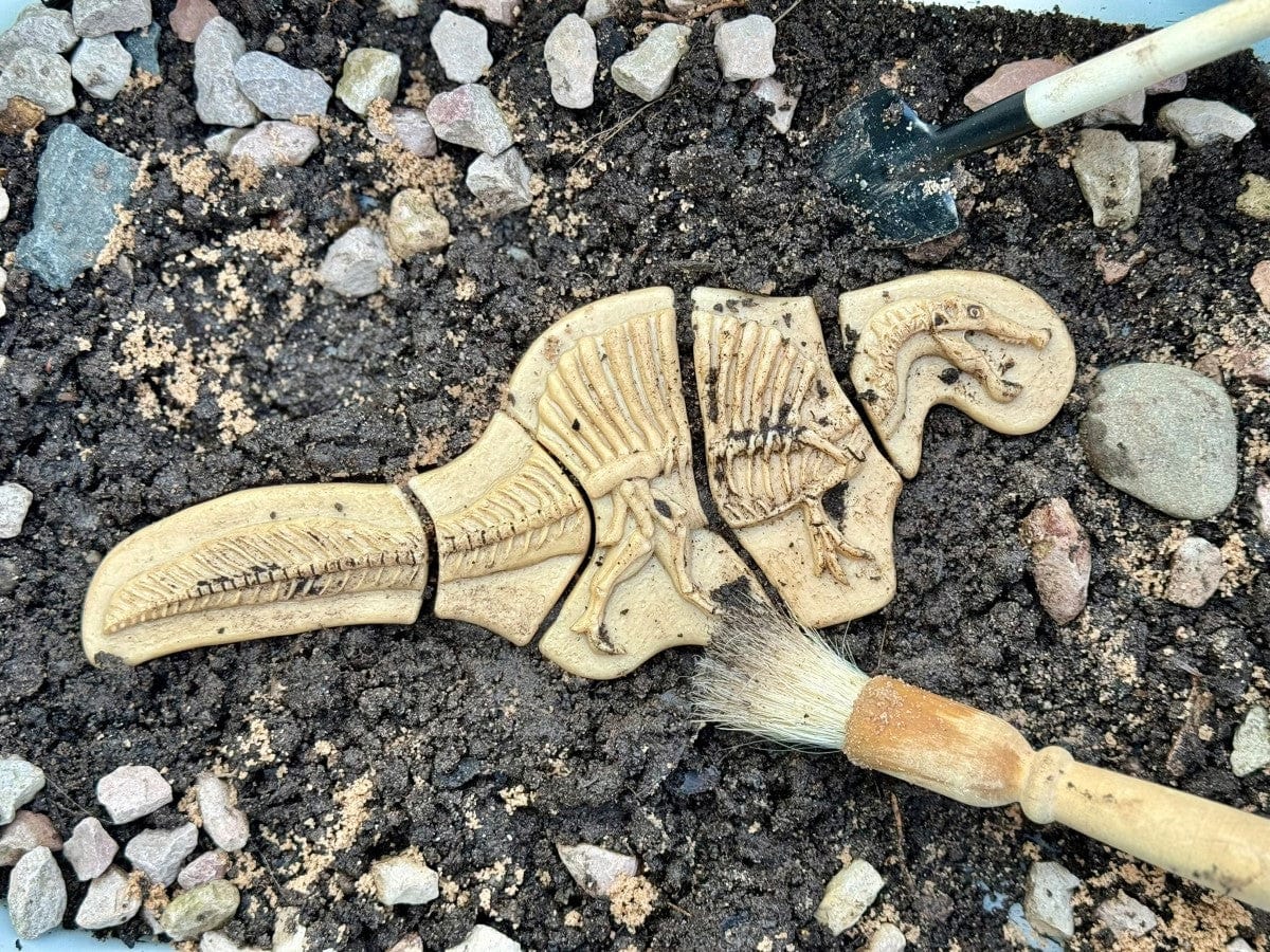 Dig and Discover - Triceratops & Spinosaurus Yellow Door US LLC Lil Tulips