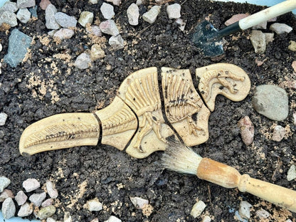 Dig and Discover - Triceratops & Spinosaurus Yellow Door US LLC Lil Tulips