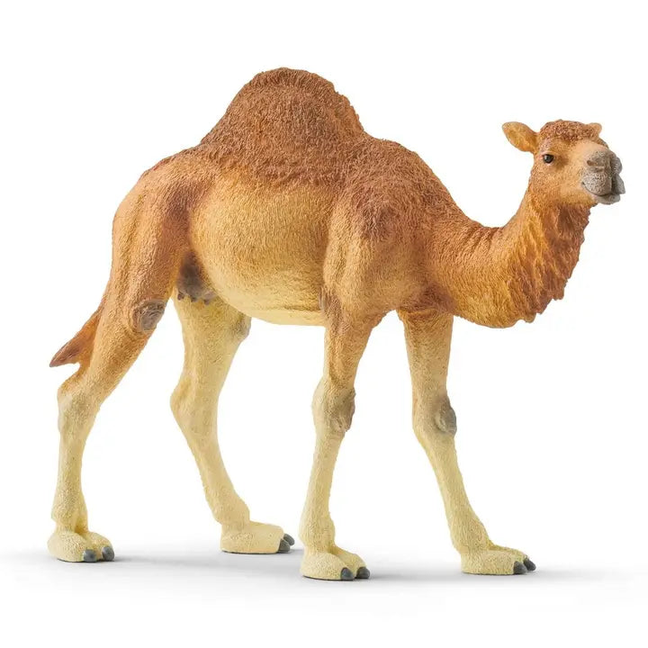 Dromedary Animal Toy Schleich Lil Tulips