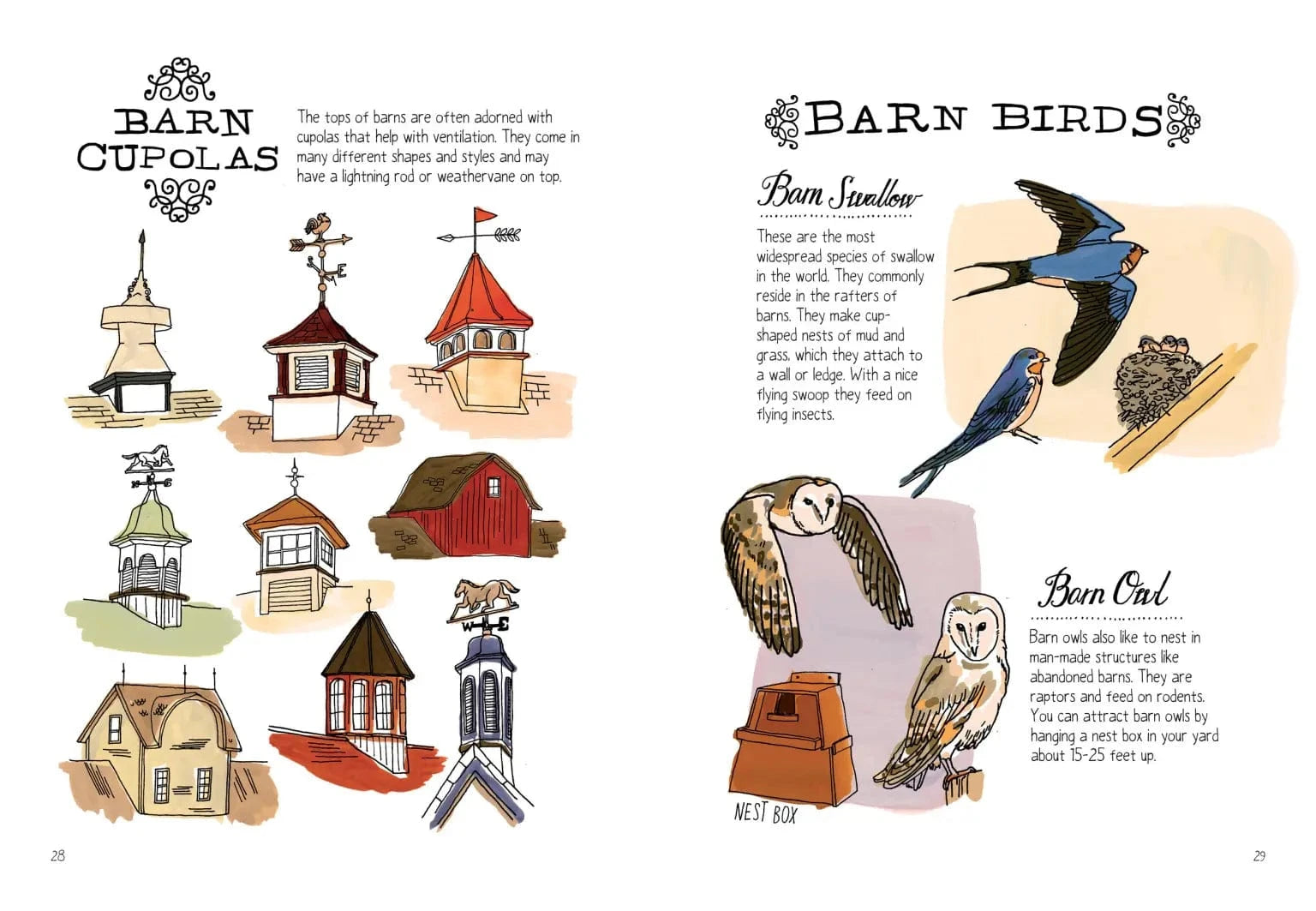 Farm Anatomy Book Hachette Lil Tulips