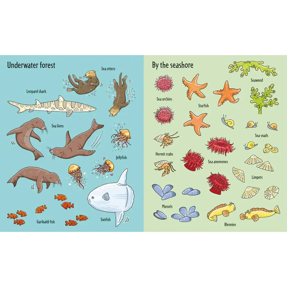 First Sticker Book Under the Sea Harper Collins Childrens Lil Tulips