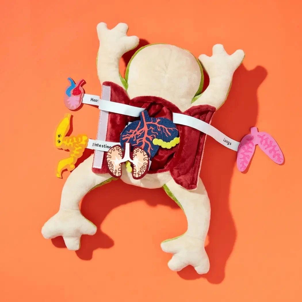 Froggie Dissection Lab, Anatomy Learning Toy For Kids KiwiCo, Inc. Lil Tulips