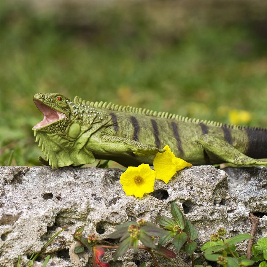 Iguana Toy Safari Ltd Lil Tulips