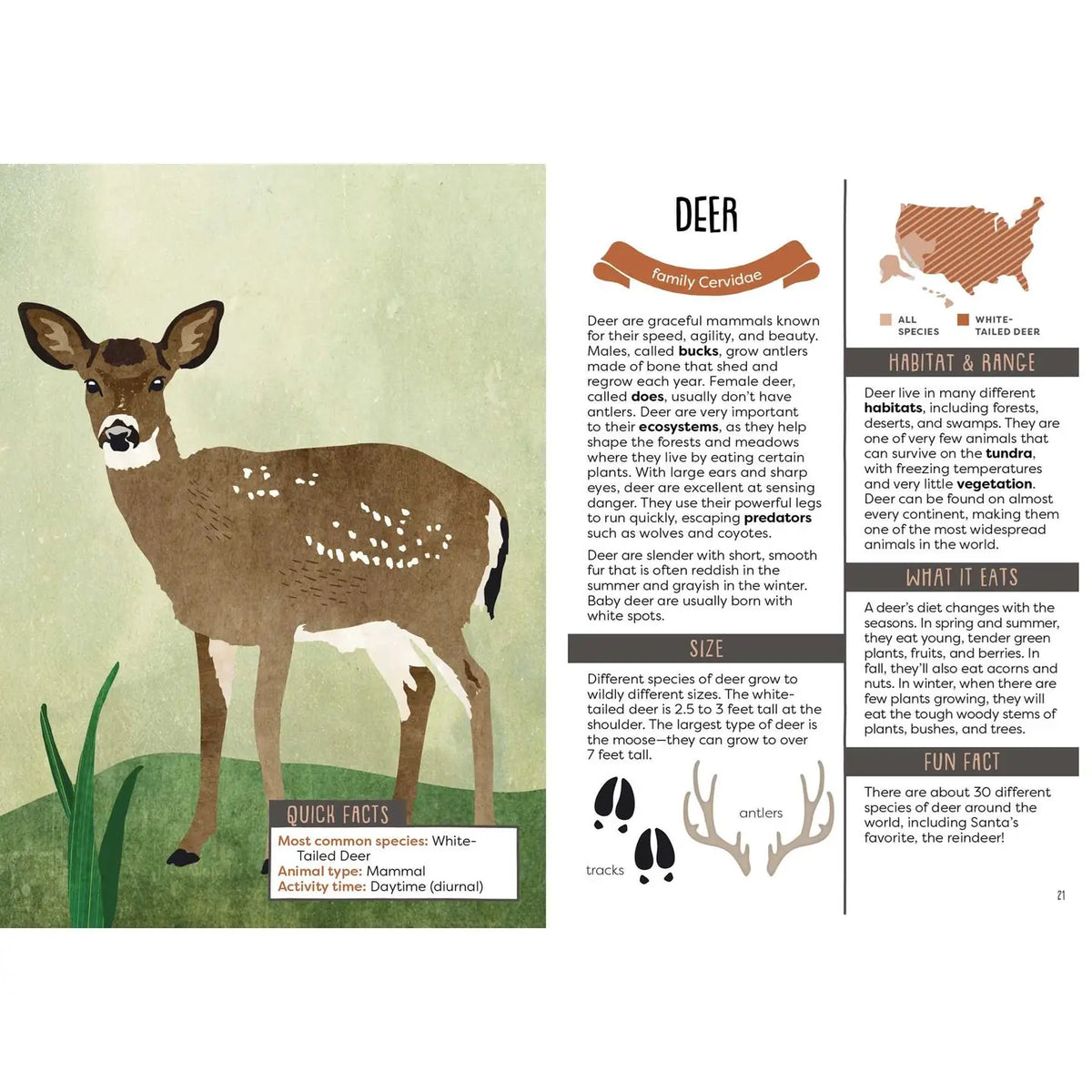 A Kid's Guide to Backyard Animals publisher preview image 4