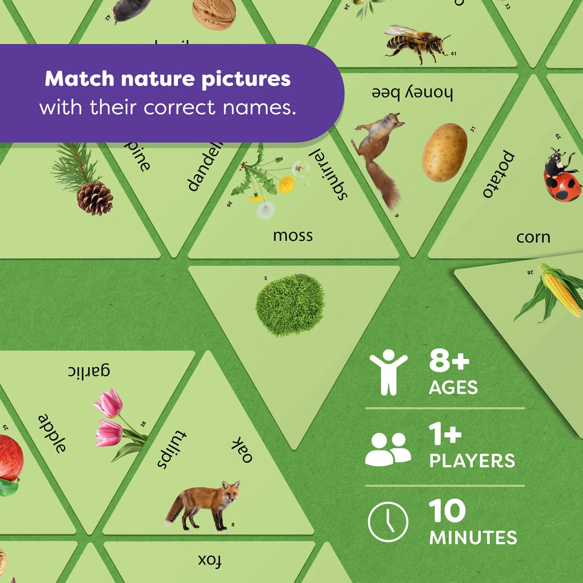 Learning Star Educational Game - Forest, Fields, and Meadow HABA Lil Tulips