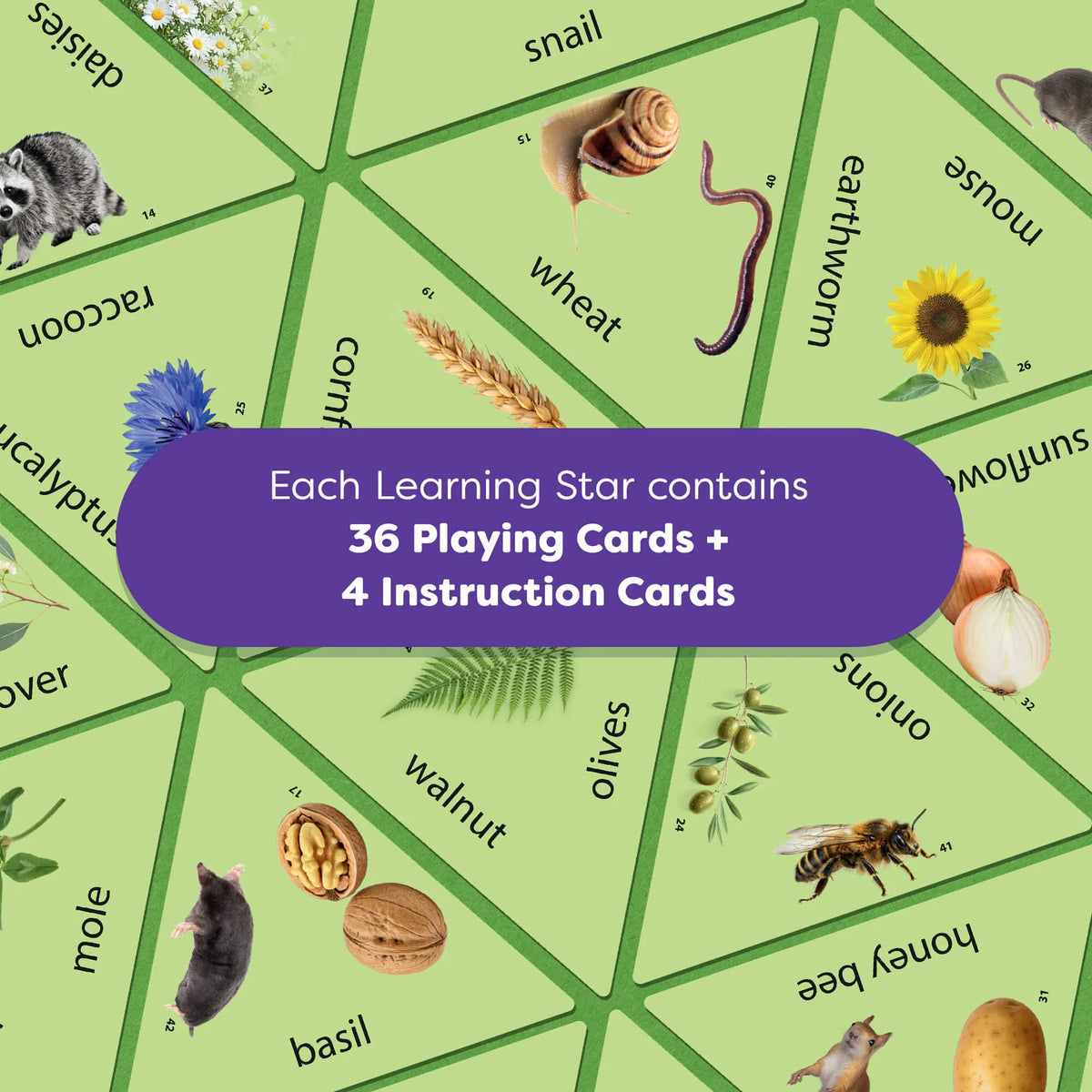 Learning Star Educational Game - Forest, Fields, and Meadow HABA Lil Tulips