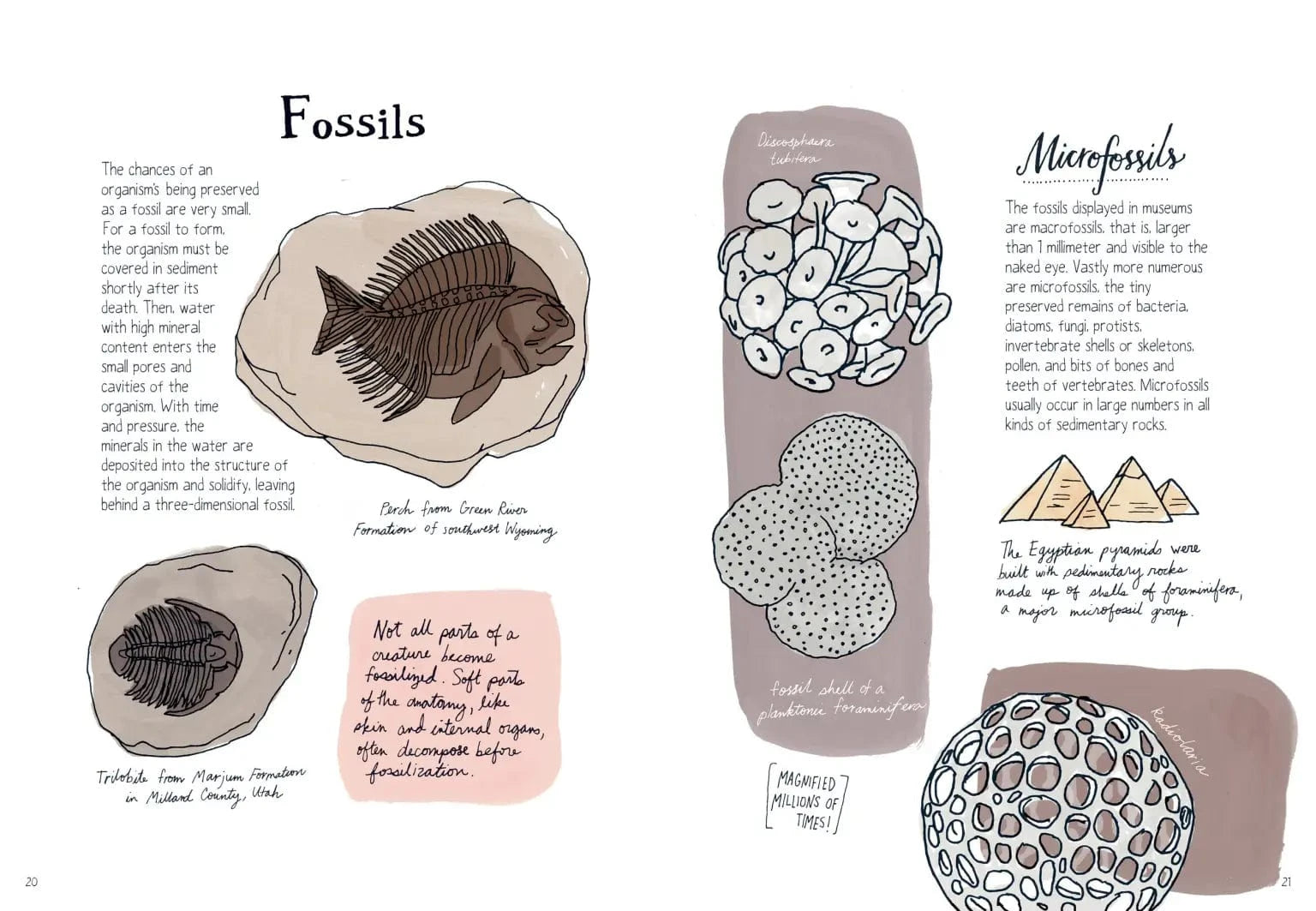 Nature Anatomy Book Hachette Lil Tulips