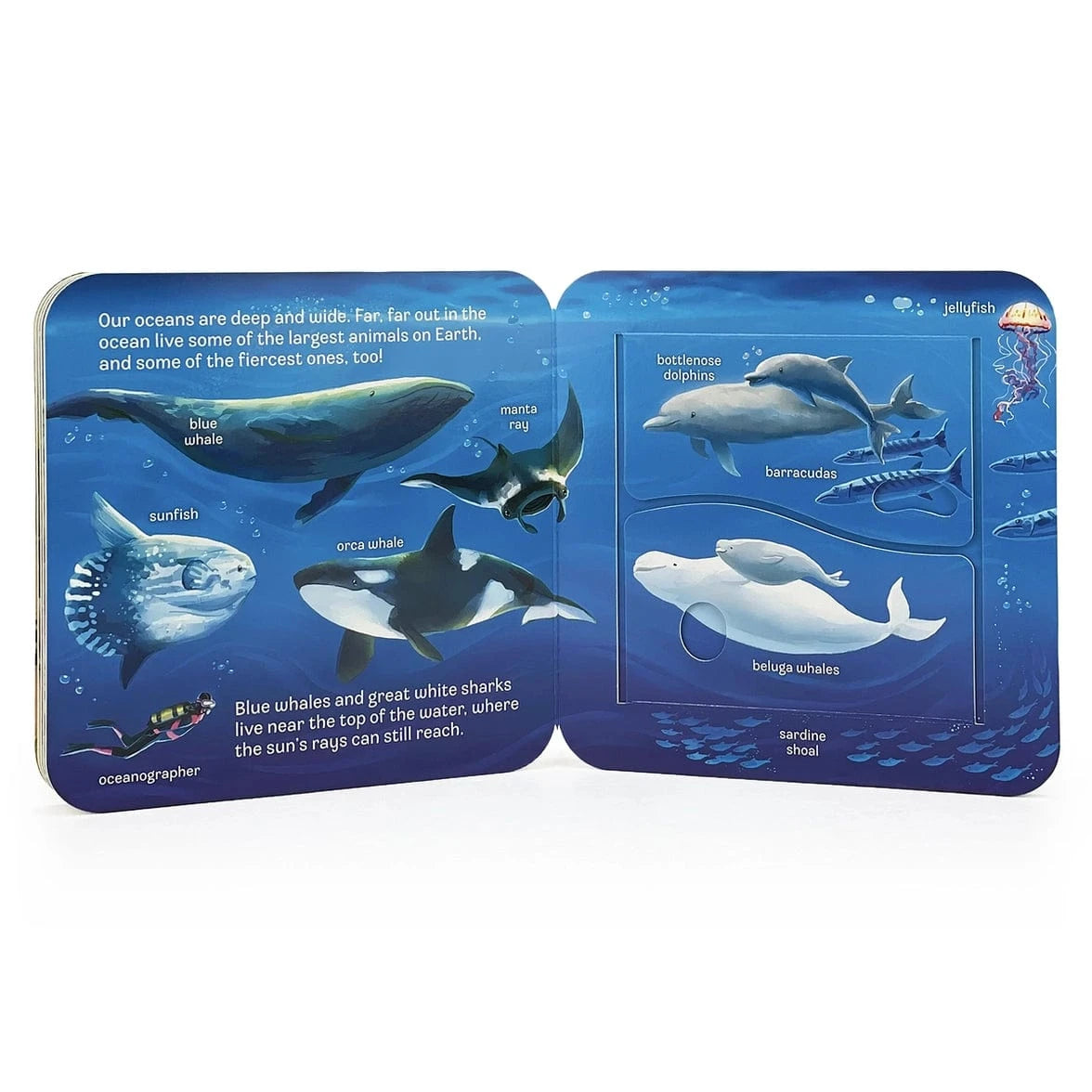 Ocean Lift-A-Flap Board Book Cottage Door Press Lil Tulips