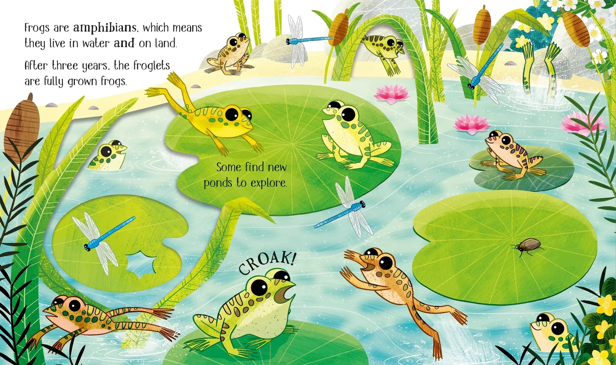 One Little Frog Board Book Harper Collins Childrens Lil Tulips