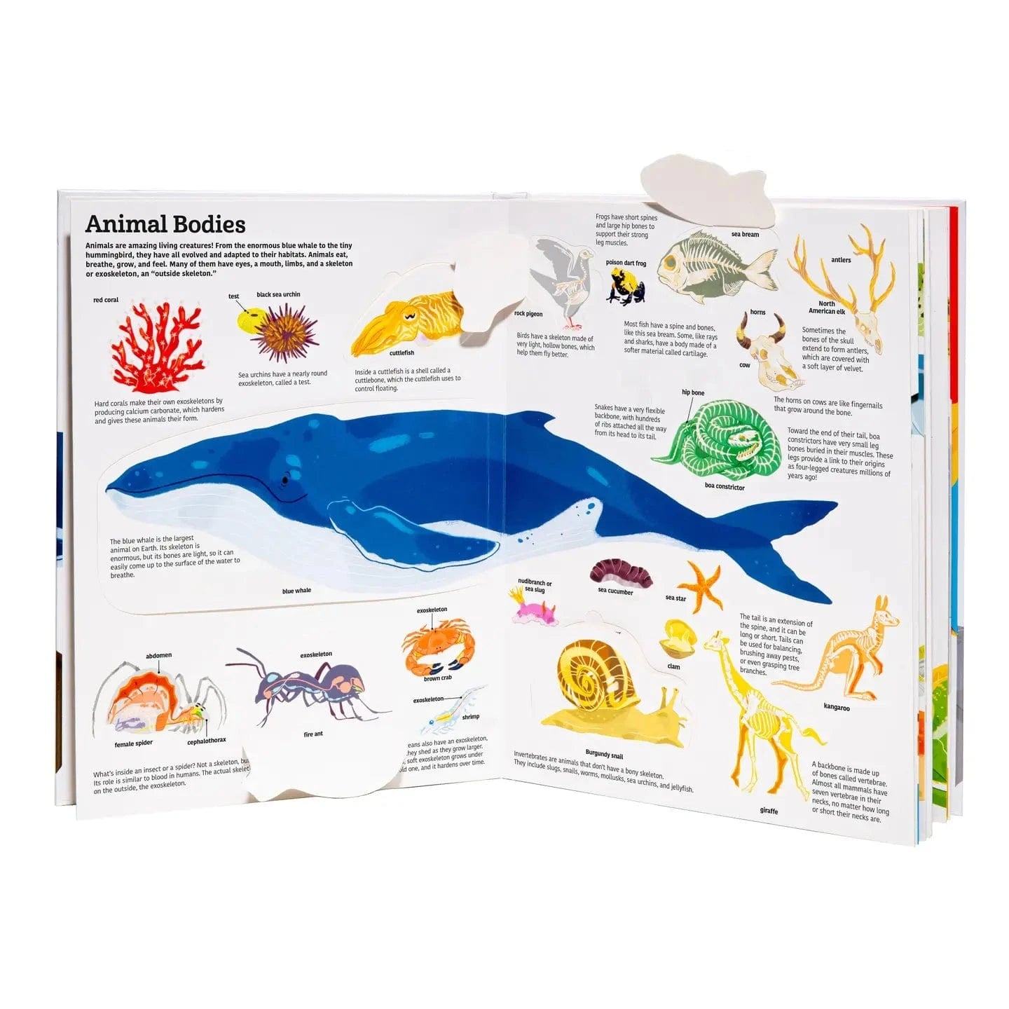 The Ultimate Book of Animals Chronicle Books Lil Tulips