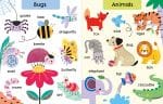 Touch-and-Feel First Words Harper Collins Childrens Lil Tulips
