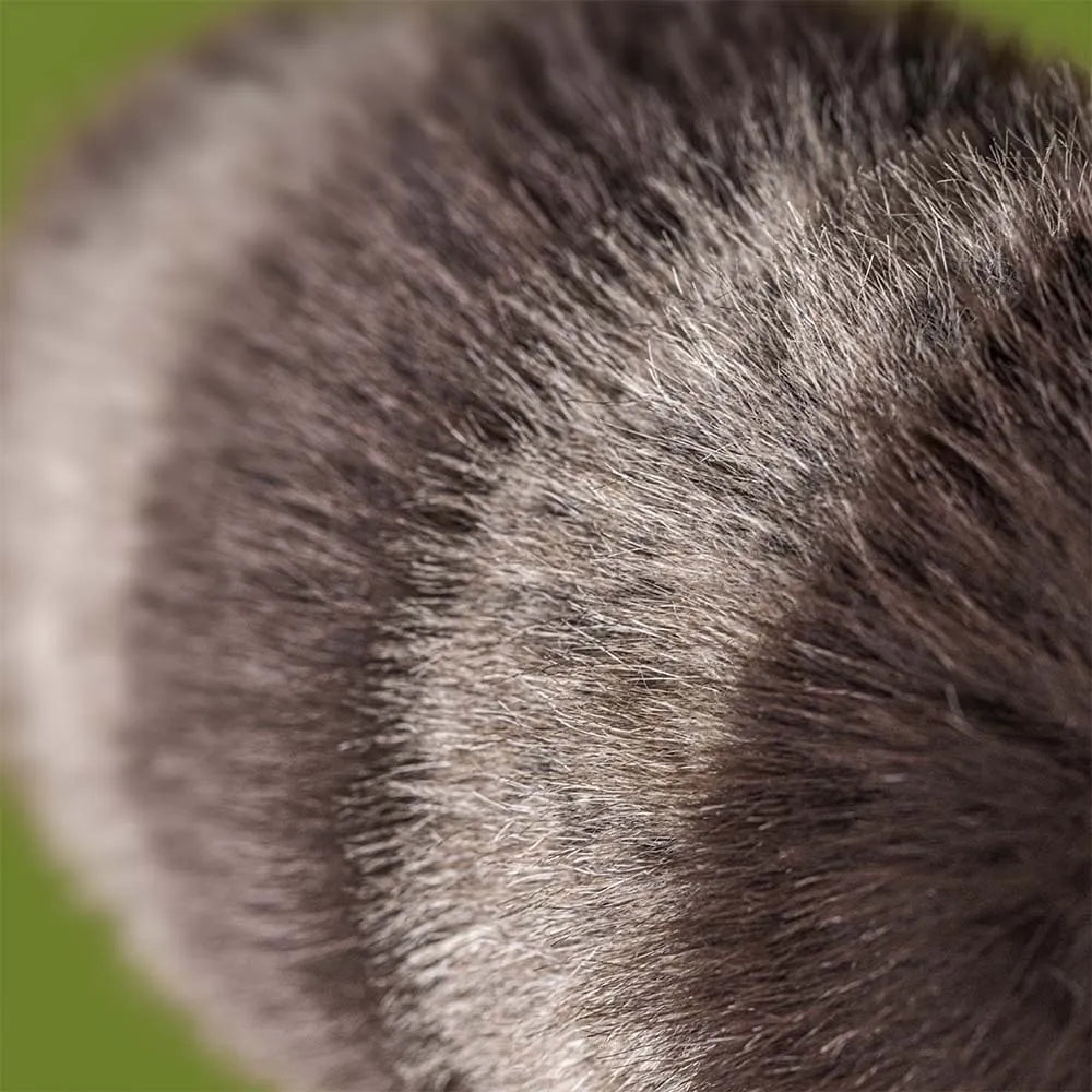 Trixiwoo Raccoon Jellycat Lil Tulips