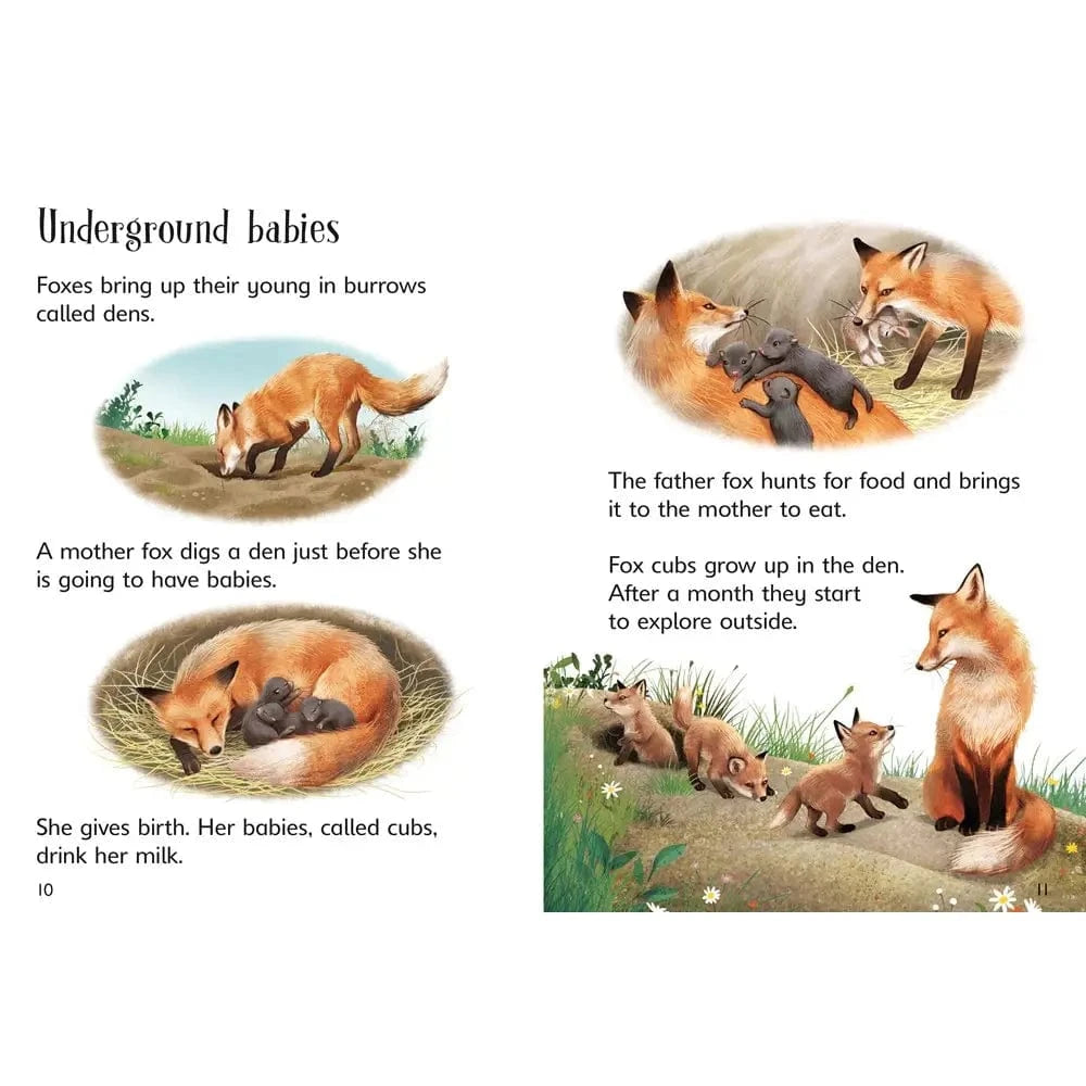 Underground Animals Harper Collins Childrens Lil Tulips