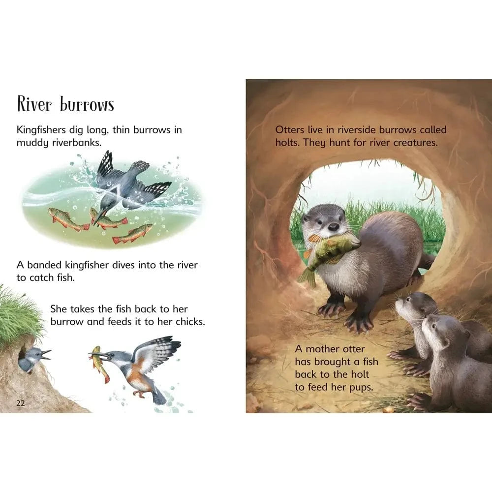 Underground Animals Harper Collins Childrens Lil Tulips