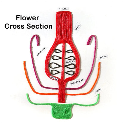 Wikki Stix - STEM Pak Wikki Stix Lil Tulips
