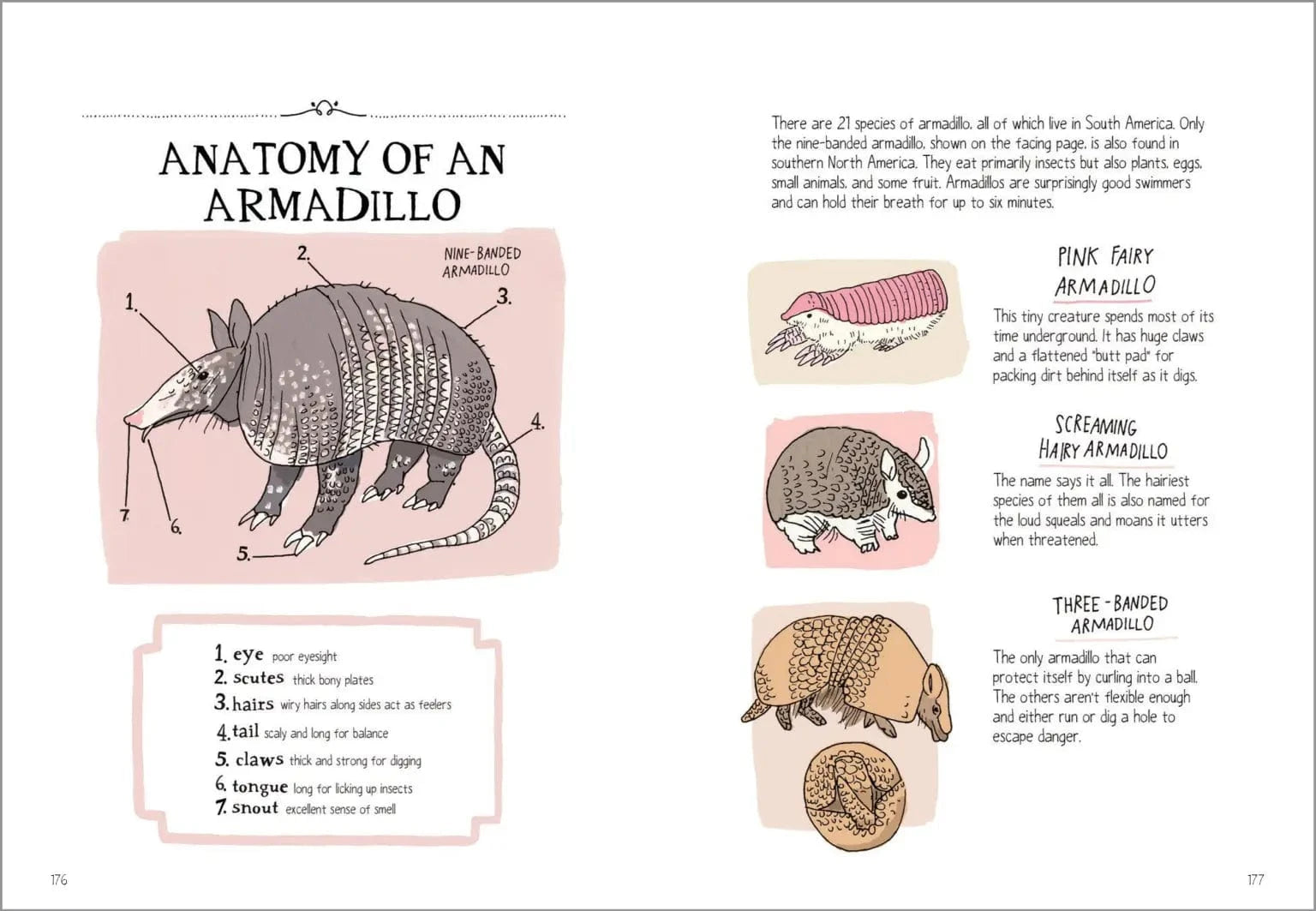 Wildlife Anatomy Book Hachette Lil Tulips