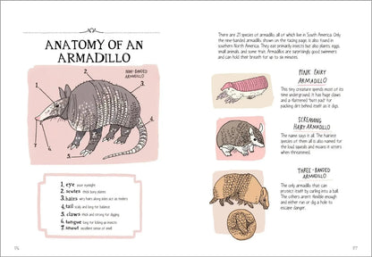 Wildlife Anatomy Book Hachette Lil Tulips