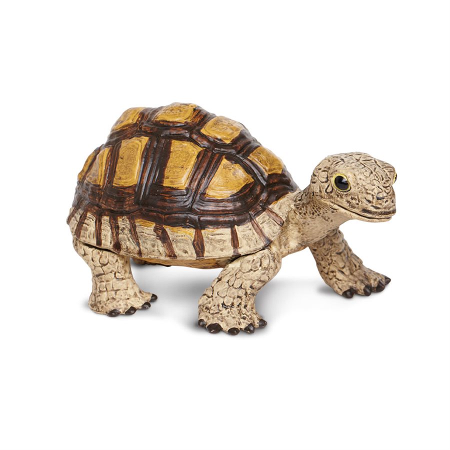 Tortoise Toy