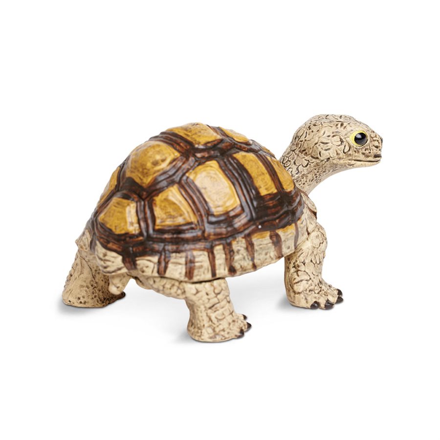 Tortoise Toy