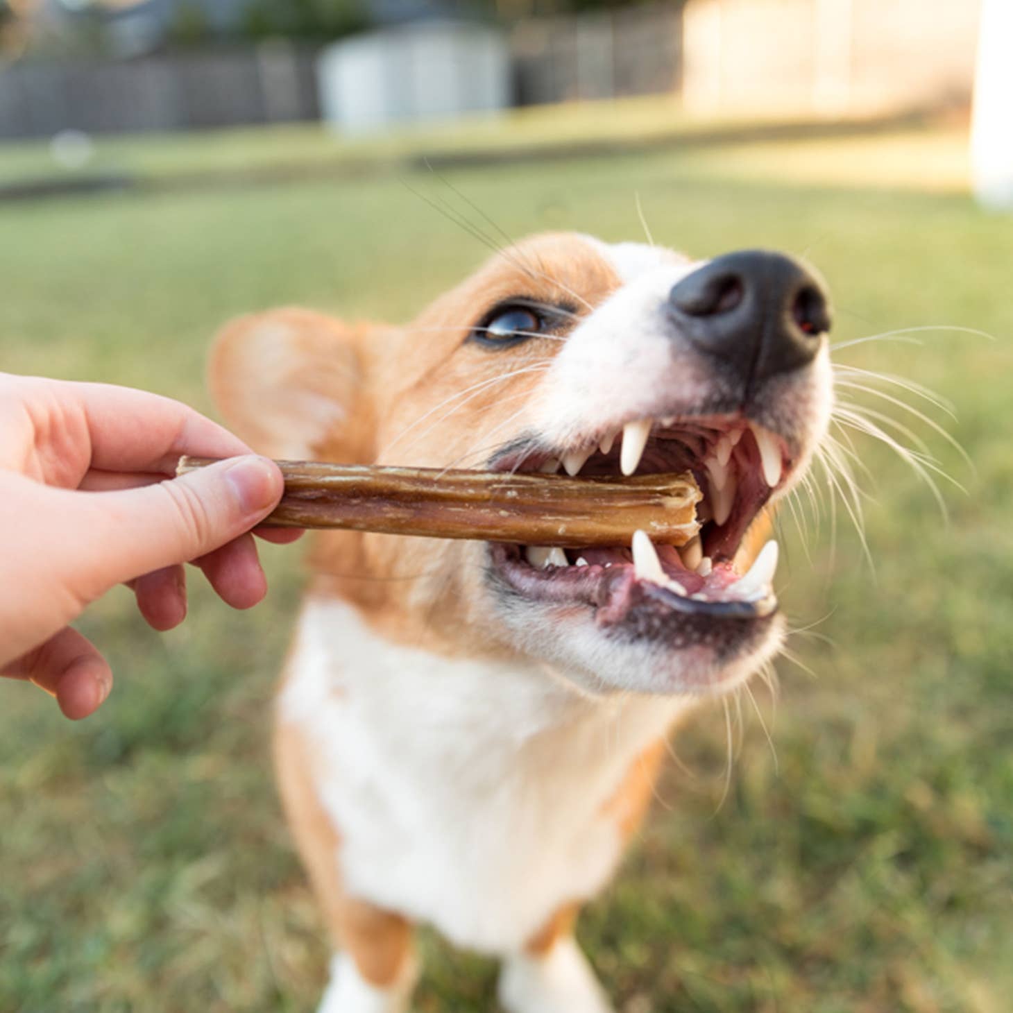 Nature Gnaws Beef Bully Sticks Dog Chews - 5ct