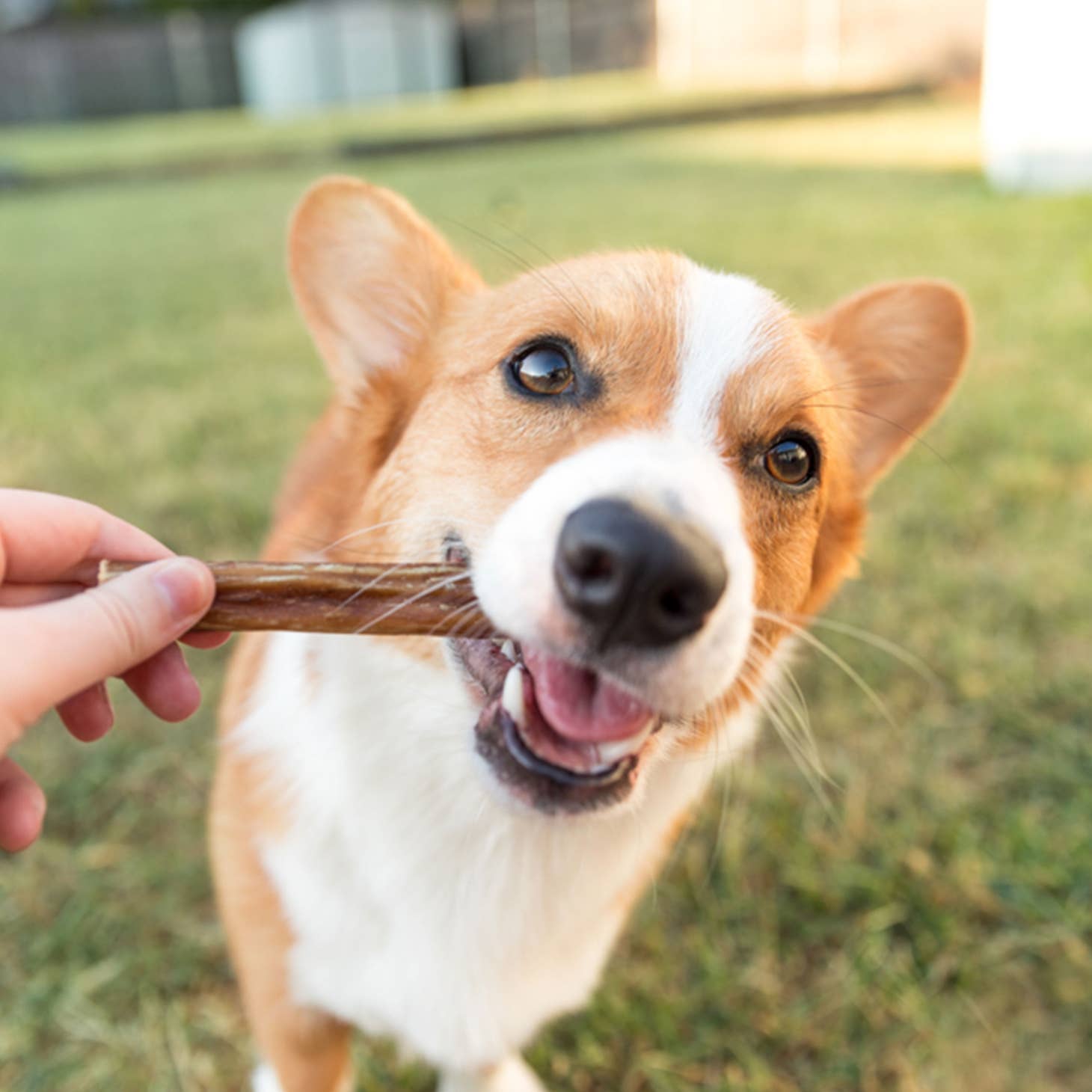 Nature Gnaws Beef Bully Sticks Dog Chews - 5ct