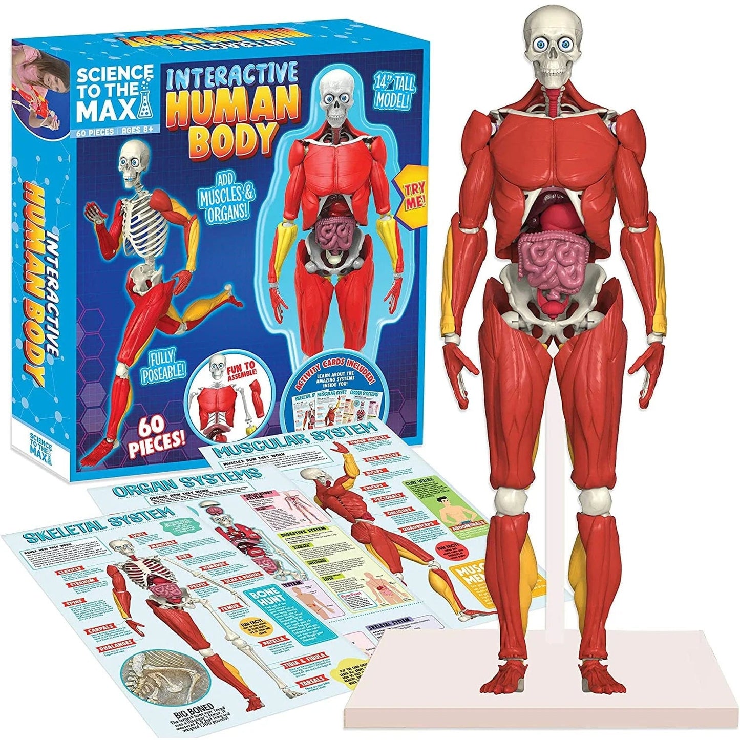Interactive Human Body Creative Kids